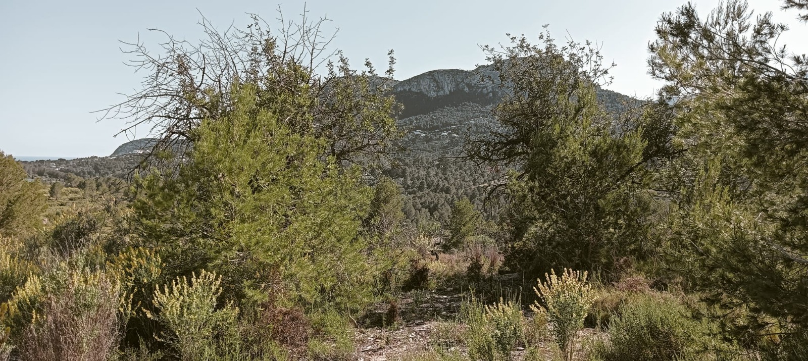 PARCELA EN BENISSA